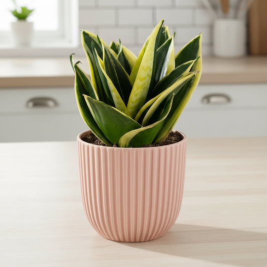 Sansevieria trifasciata - 'Lotus Hahnii'