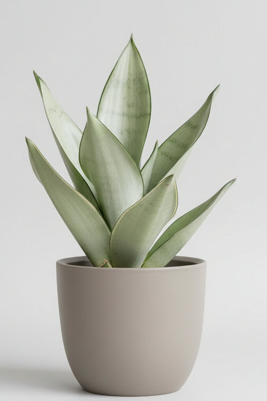 sansewieria moonshine sansevieria-trifasciata