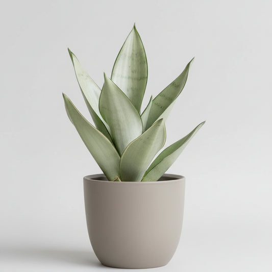 sansewieria moonshine sansevieria-trifasciata