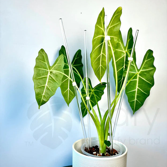 Potted plant with green leaves in a white pot on a concrete surface against a light blue wall.