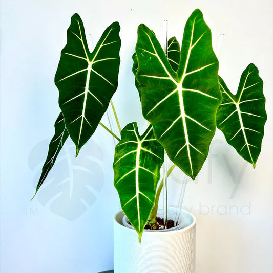 Potted plant with large green leaves on a white background