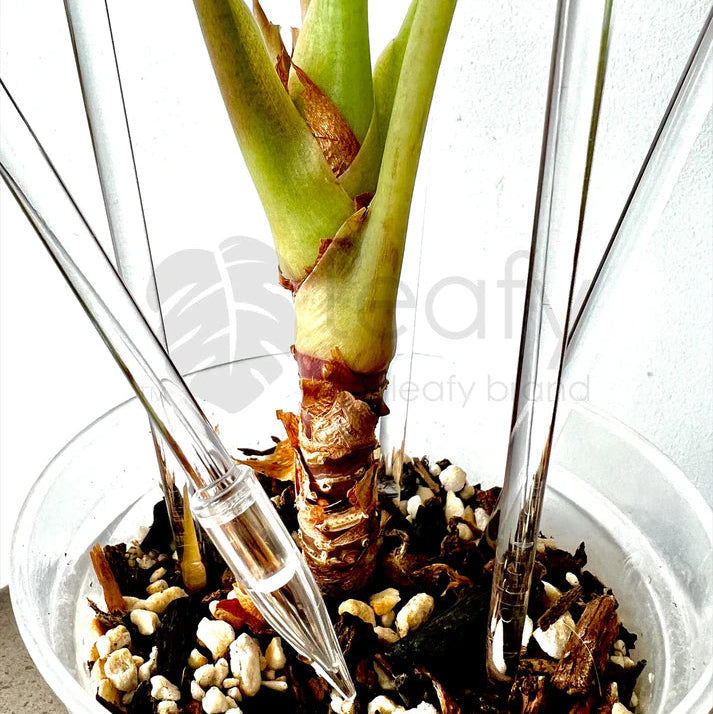 Potted plant with a clear container holding water and small stones on a light background
