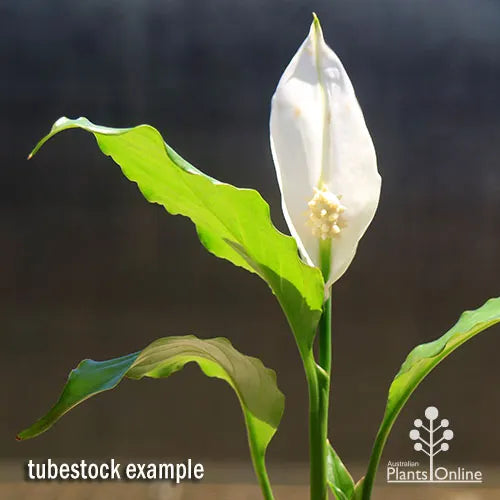 Spathiphyllum - 'Peace Lily Stephanie'