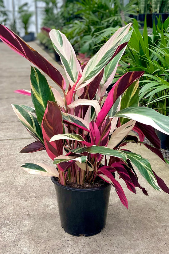 Stromanthe sanguinea - 'Tricolour'