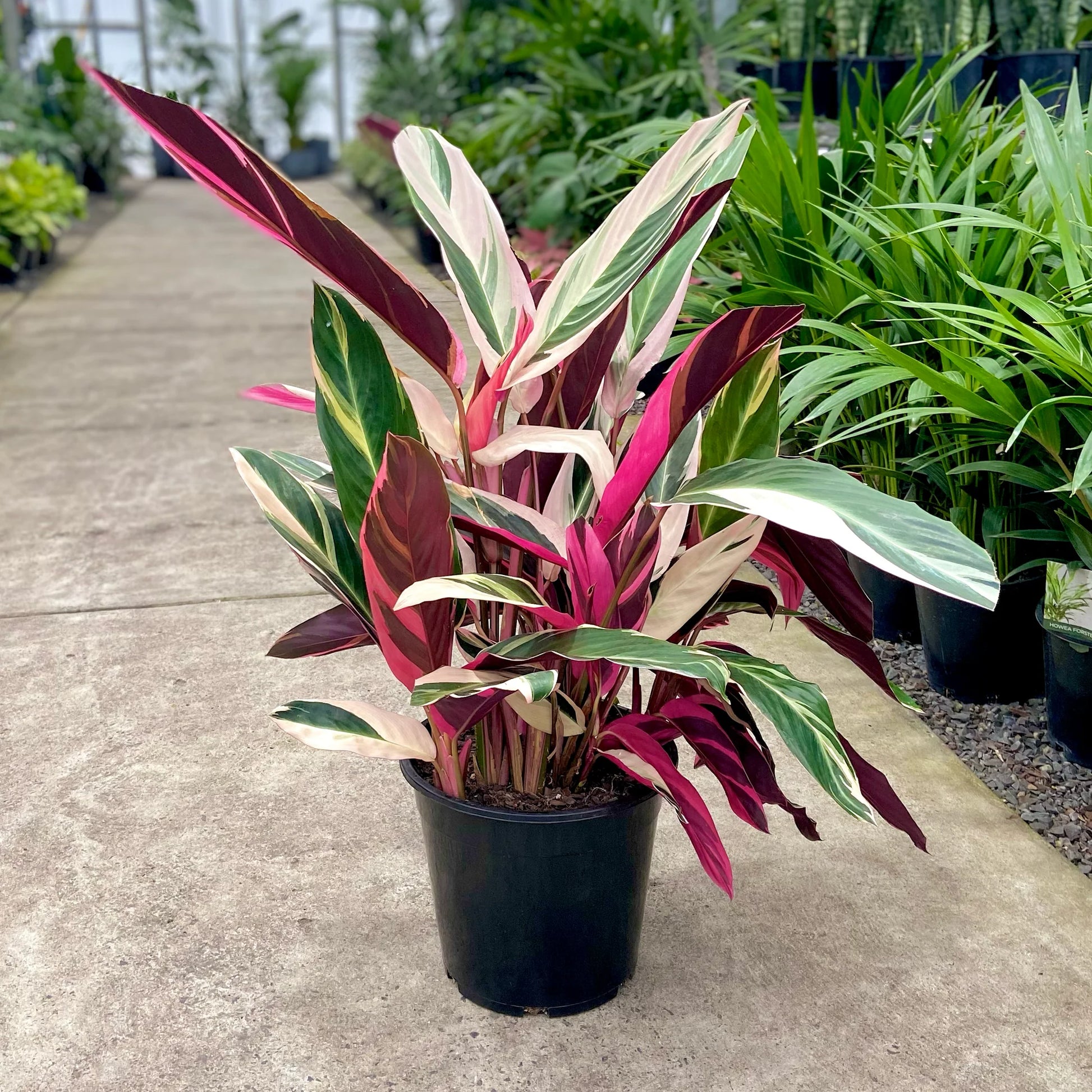 Stromanthe sanguinea - 'Tricolour'