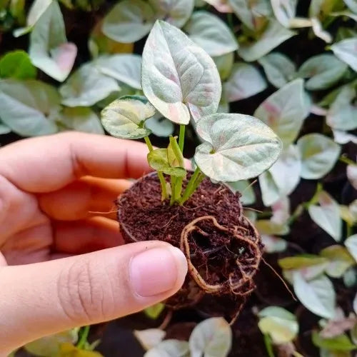 Syngonium podophyllum - 'Confetti'