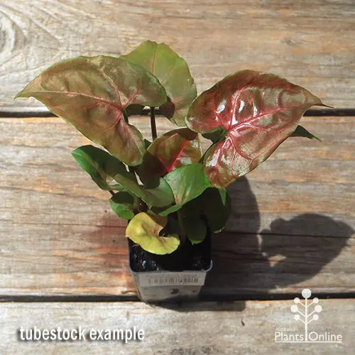 Syngonium podophyllum - 'Maria'