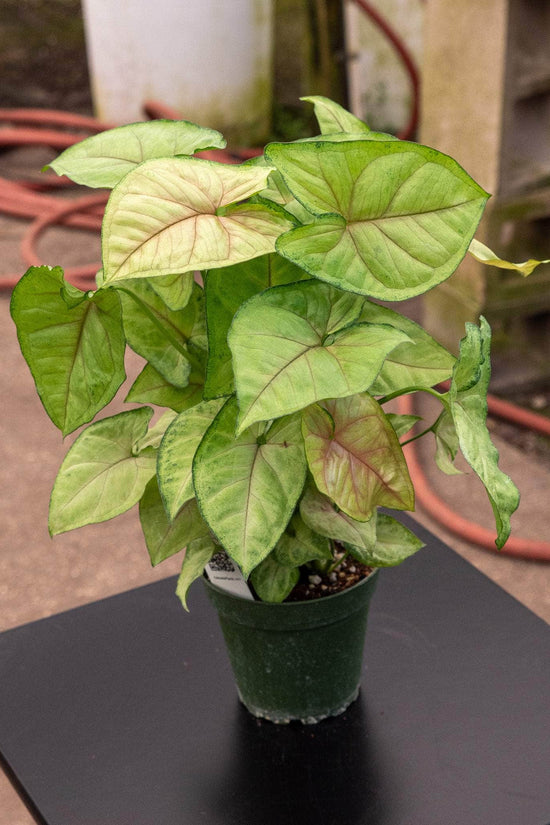 Syngonium podophyllum - 'Berry'