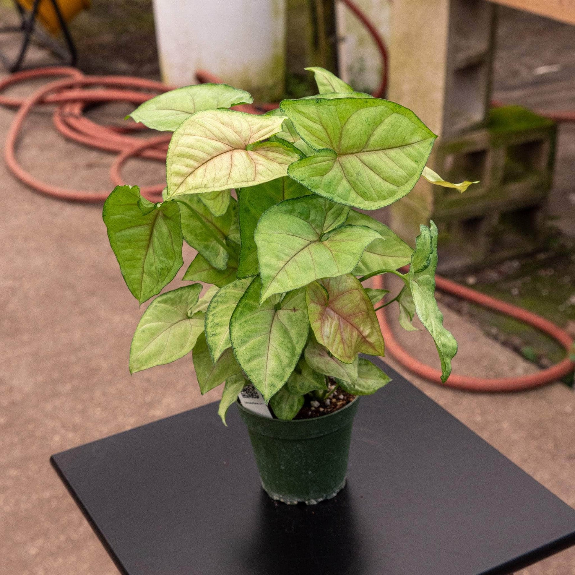 Syngonium podophyllum - 'Berry'