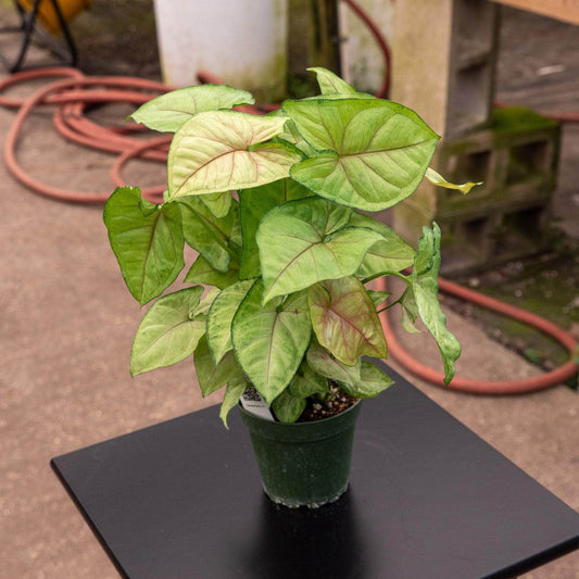 Syngonium podophyllum - 'Berry'