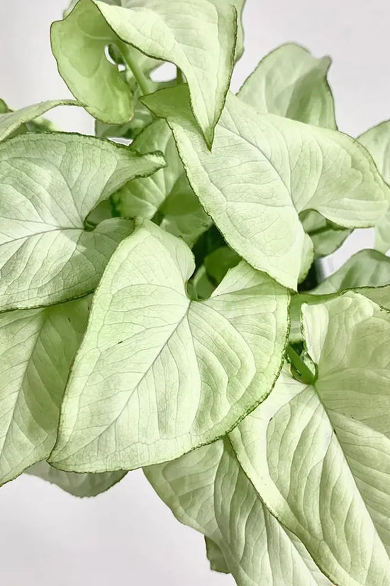 Syngonium podophyllum - 'Holly'