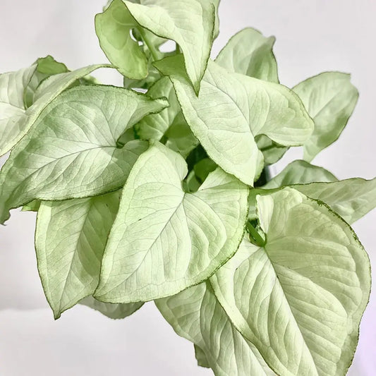 Syngonium podophyllum - 'Holly'