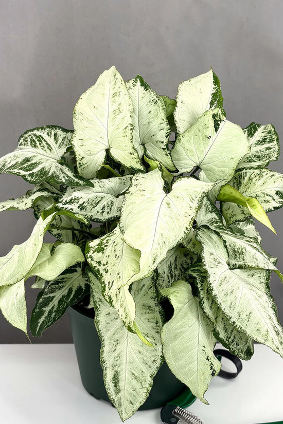 Syngonium podophyllum - 'Holly'