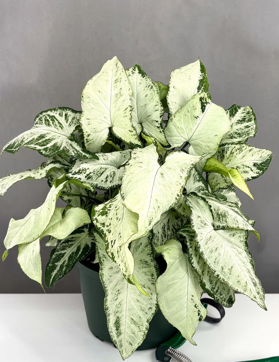 Syngonium podophyllum - 'Holly'