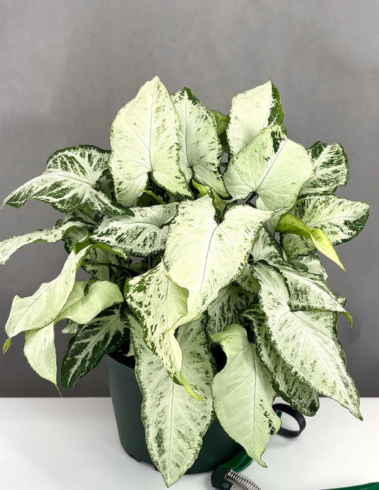 Syngonium podophyllum - 'Holly'