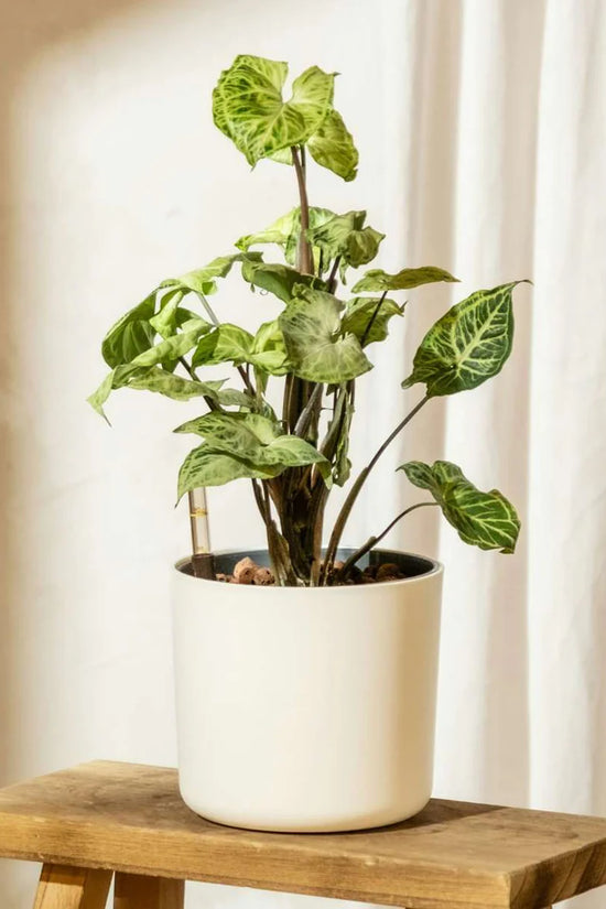 Syngonium podophyllum - 'Pixie'