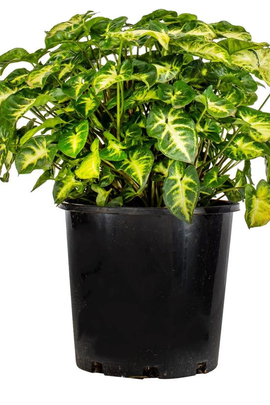 Syngonium podophyllum - 'Pixie'