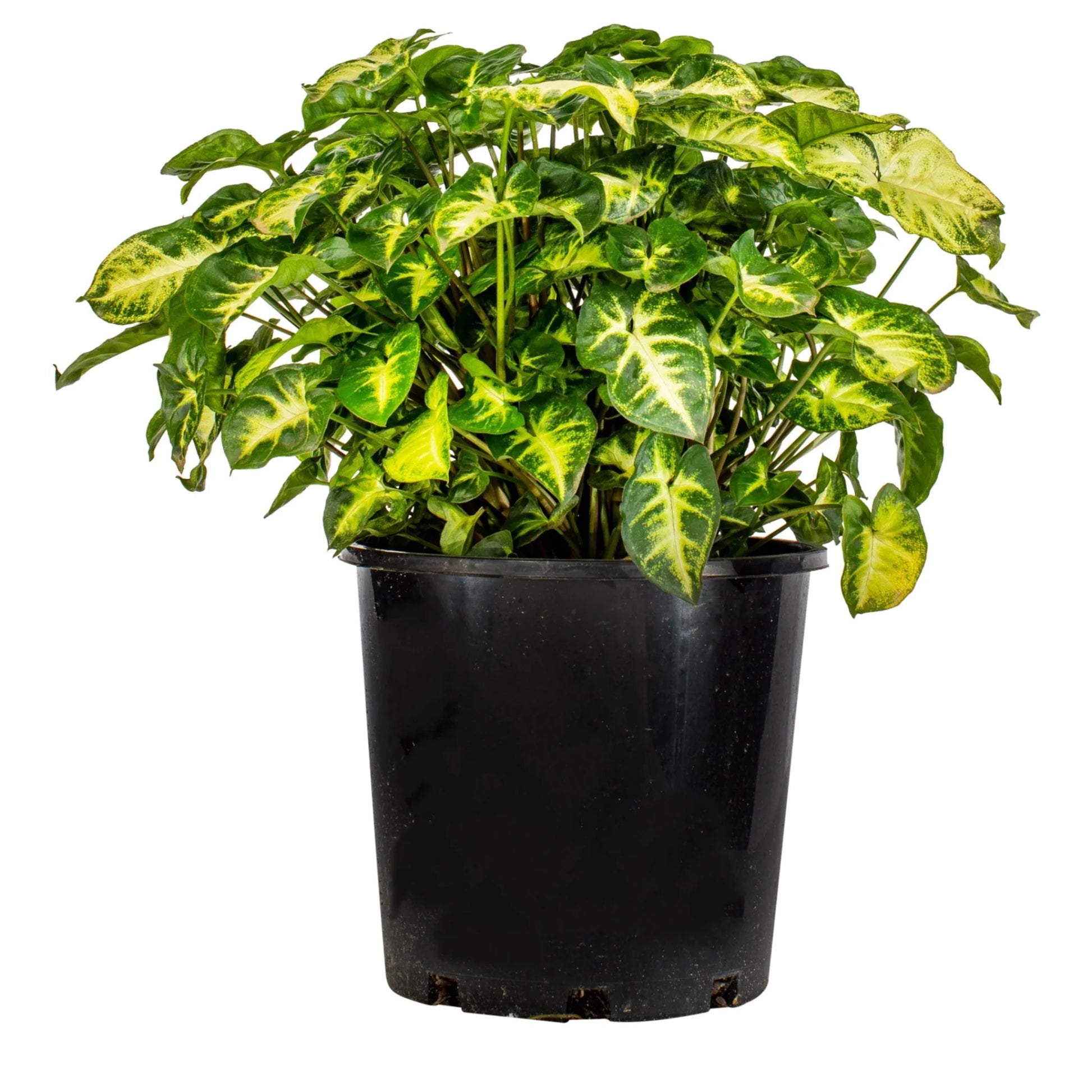 Syngonium podophyllum - 'Pixie'