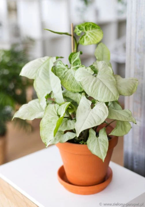 Syngonium podophyllum - 'Silver Pearl'
