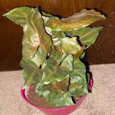 Syngonium podophyllum - 'Maria'