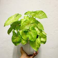 Syngonium podophyllum - 'Berry'