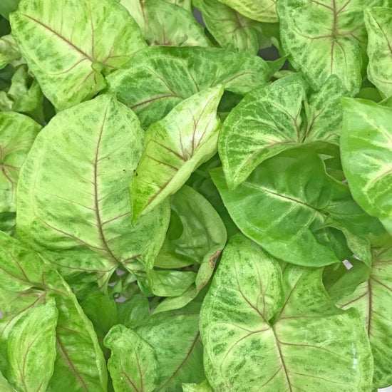 Syngonium podophyllum - 'Golden Illusion'