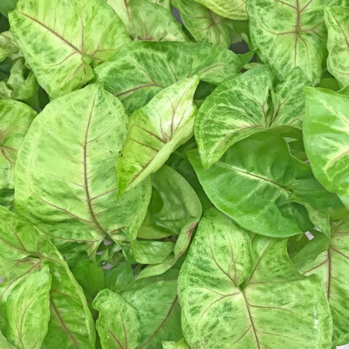 Syngonium podophyllum - 'Golden Illusion'
