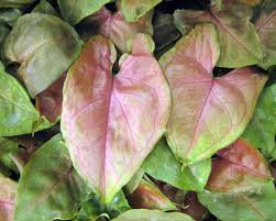 Syngonium podophyllum - 'Maria'