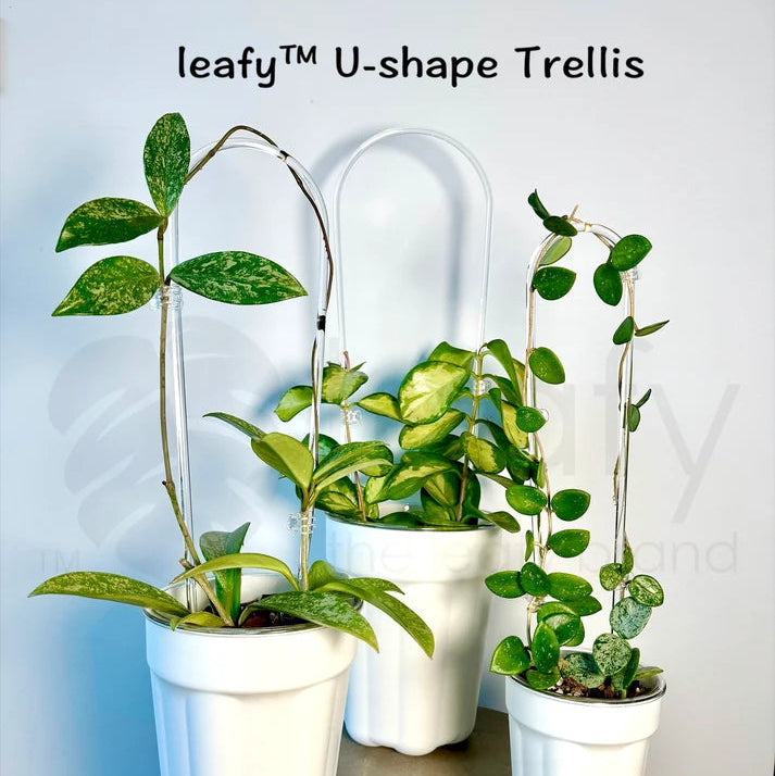 Three potted plants on a wooden stool with 'leafy™ U-shape Trellis' text above.
