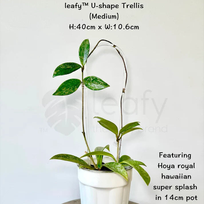 Potted plant with Hoya royal hawaiian super splash on a white background