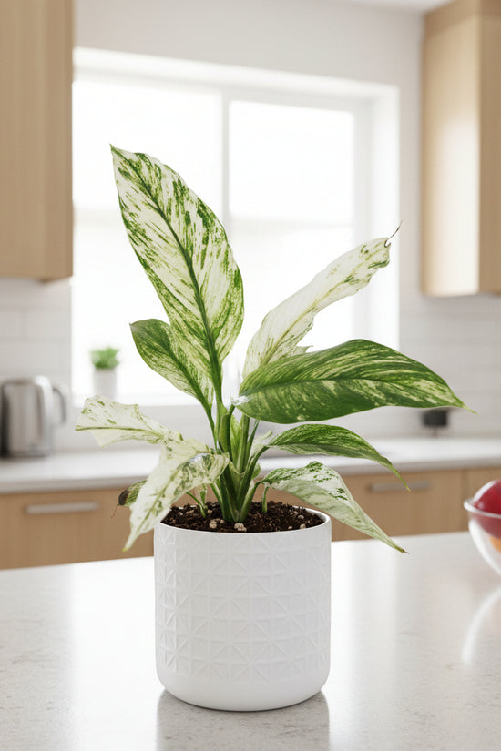 varigated-peace-lily-sensation with green and white leaves on a black background.