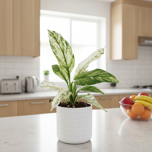varigated-peace-lily-sensation with green and white leaves on a black background.