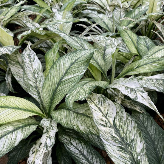 Spathiphyllum wallisii - 'Sensation Variegated'