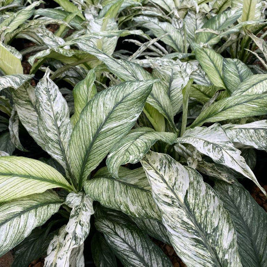 Spathiphyllum wallisii - 'Sensation Variegated'