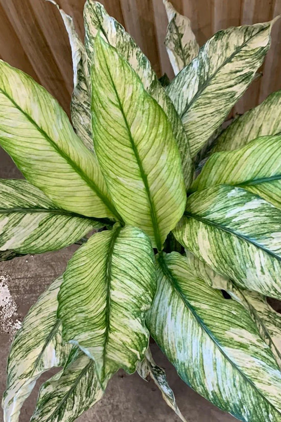 Spathiphyllum wallisii - 'Sensation Variegated'