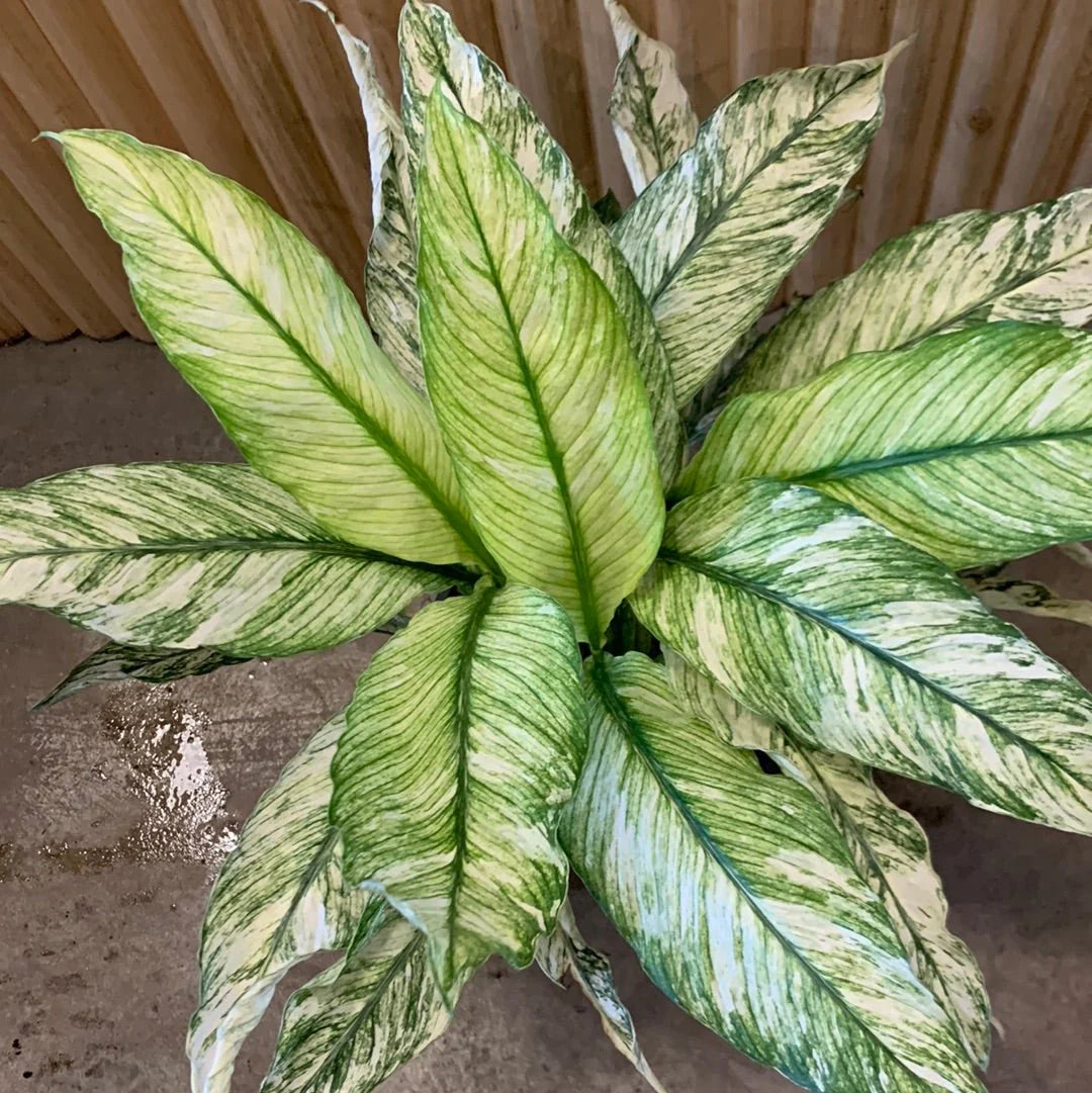 Spathiphyllum wallisii - 'Sensation Variegated'