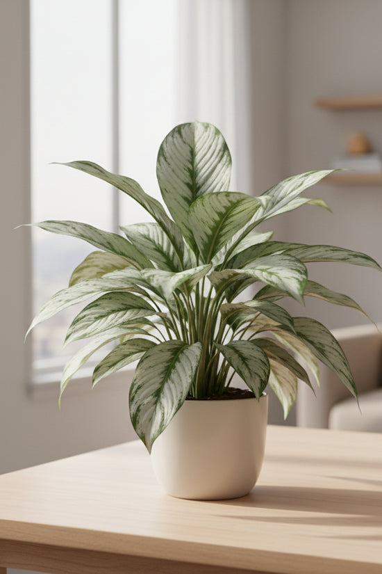 Close-up of a varigated-peace-lily with green and white striped leaves.