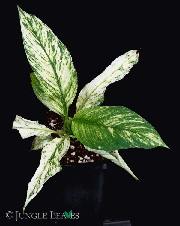 Spathiphyllum wallisii - 'Sensation Variegated'