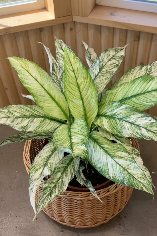 Variegated green and white leaves of a peace lily plant against a wooden panel background