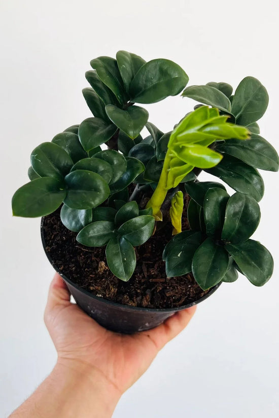 Zanzibar Zenzii - 'ZZ Plant'