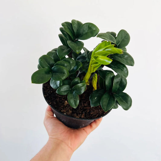 Zanzibar Zenzii - 'ZZ Plant'