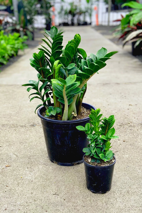 Zanzibar Zenzii - 'ZZ Plant'