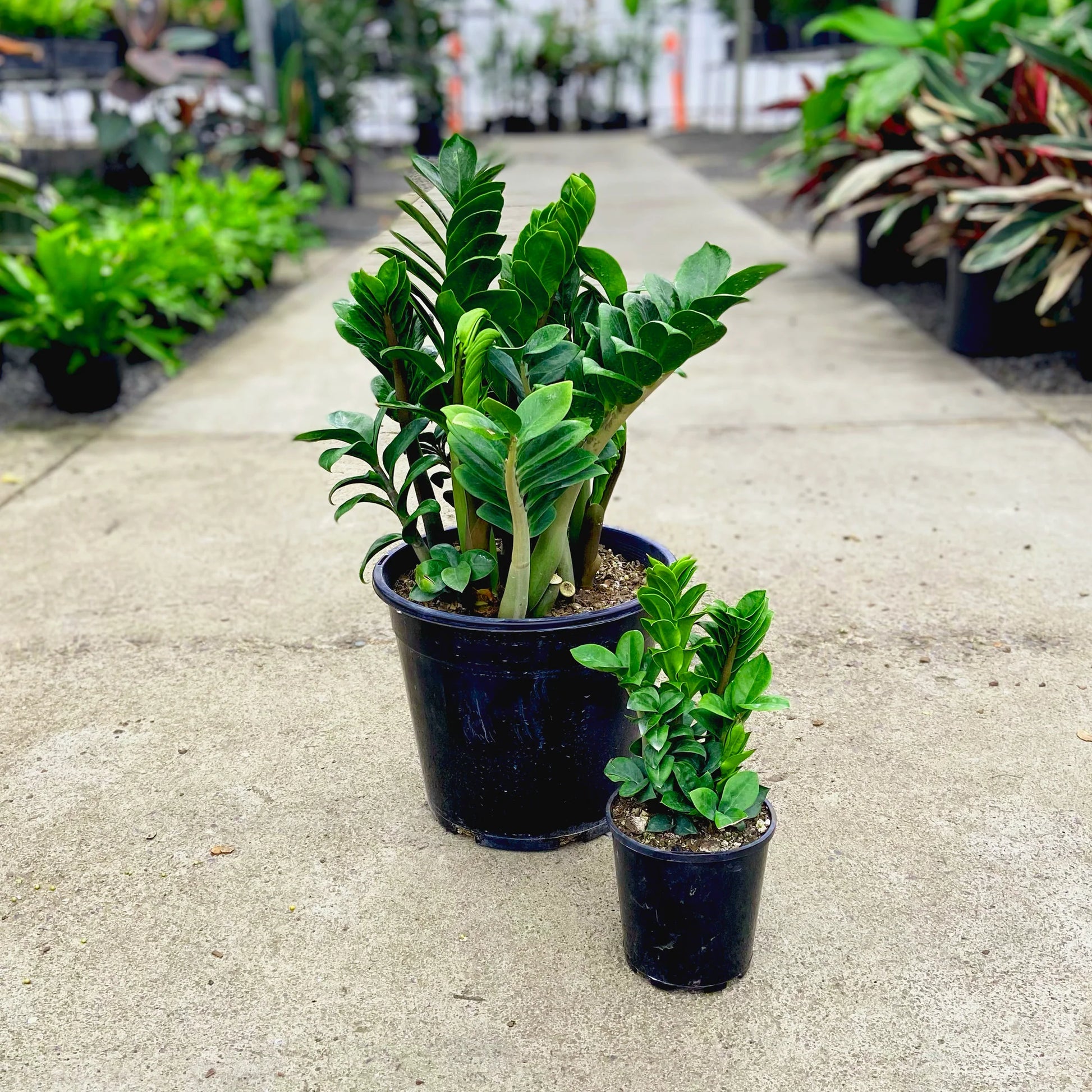 Zanzibar Zenzii - 'ZZ Plant'